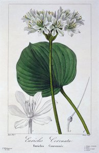 Euricles Coronata, 1836